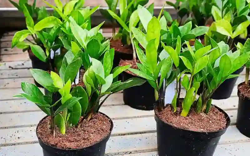 Ficus Plant
