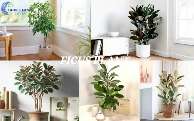 Ficus Plant